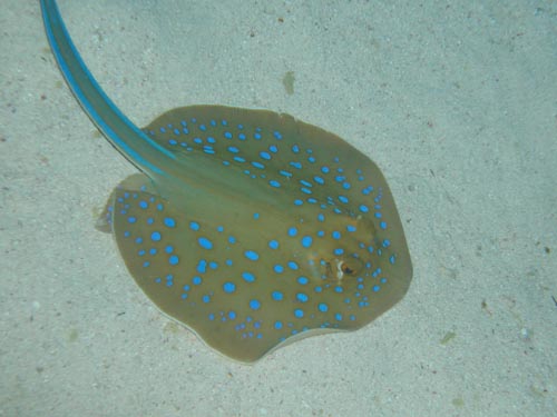 blue spotted stingray.jpg